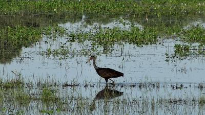 DSC00519-s.jpg