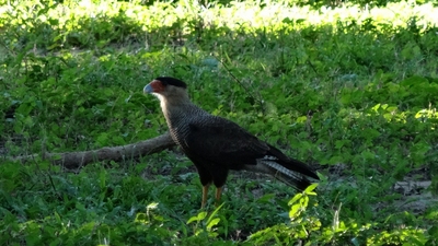DSC00566-s.jpg