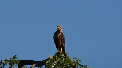 DSC00626-s.jpg