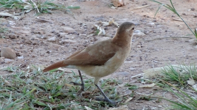 DSC00634-s.jpg