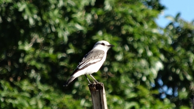 DSC00636-s.jpg