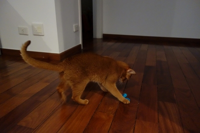 DSC01253-s.jpg