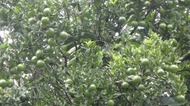 DSC04050-s.jpg