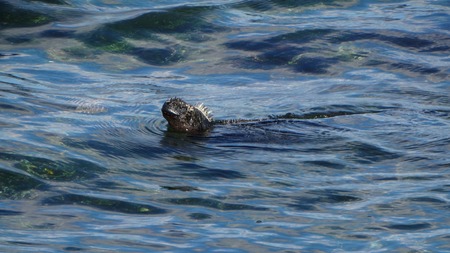 海イグアナ (10).jpg