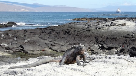 海イグアナ (11).jpg