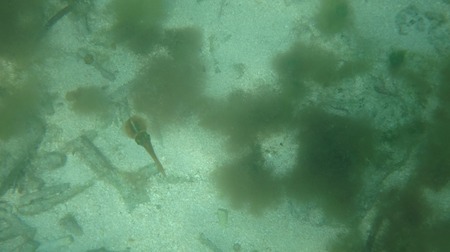 dry turturga (3).jpg