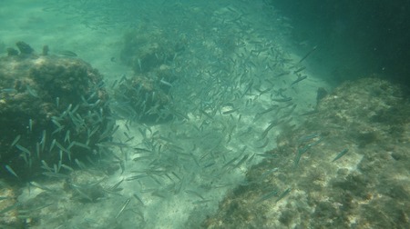 dry turturga (6).jpg